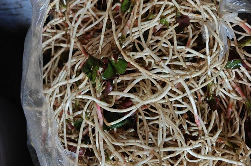 成熟的折耳根。 汪中菊攝.jpg