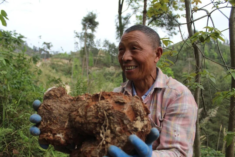村民展示剛採收的鬆茯苓.jpg