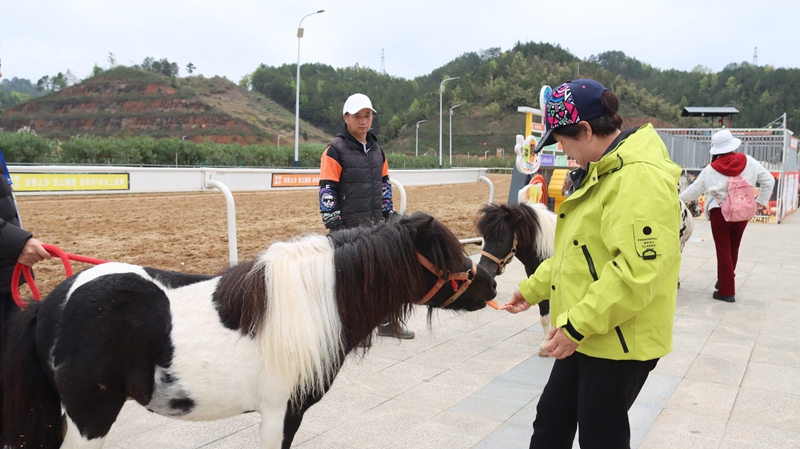 現場體驗喂小馬.JPG
