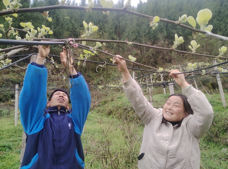 果树春季管护 (1).jpg