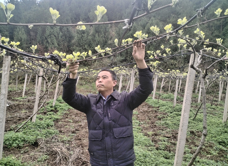 果树春季管护 (2).jpg