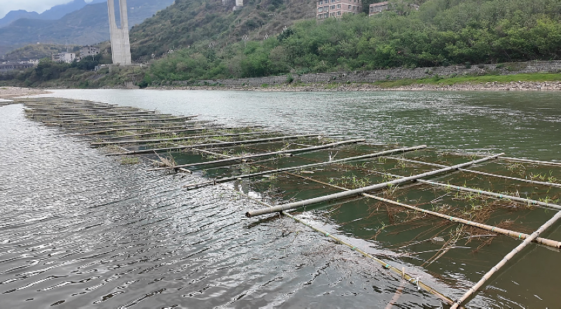 在缓流区放置的人工鱼巢等待鱼类产卵。税会静摄