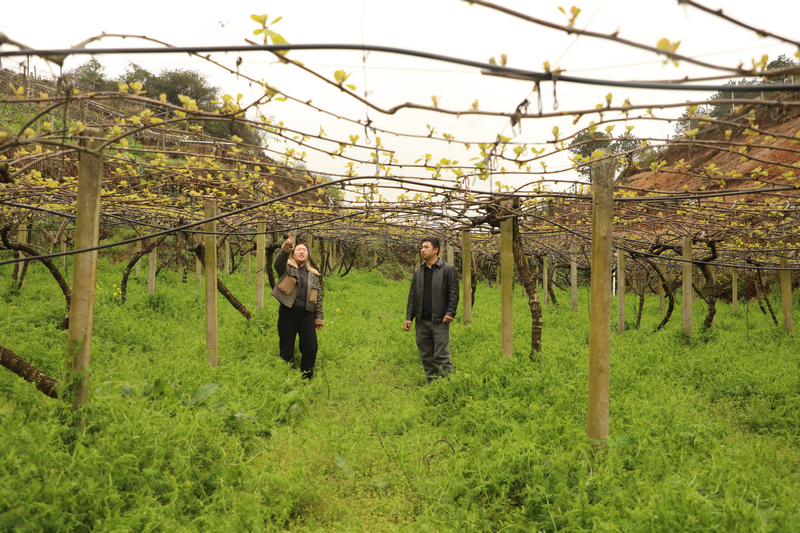 修文县农业农村果业中心负责人吴素芳正与龙场街道干坝村种植大户龙辉在猕猴桃果园检查溃疡病、花腐病及介壳虫等病虫害的春季发生情况。