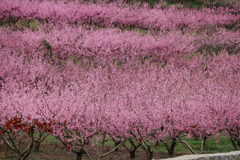 七星关区小坝镇西冲村桃花盛开，把春天染成粉色。