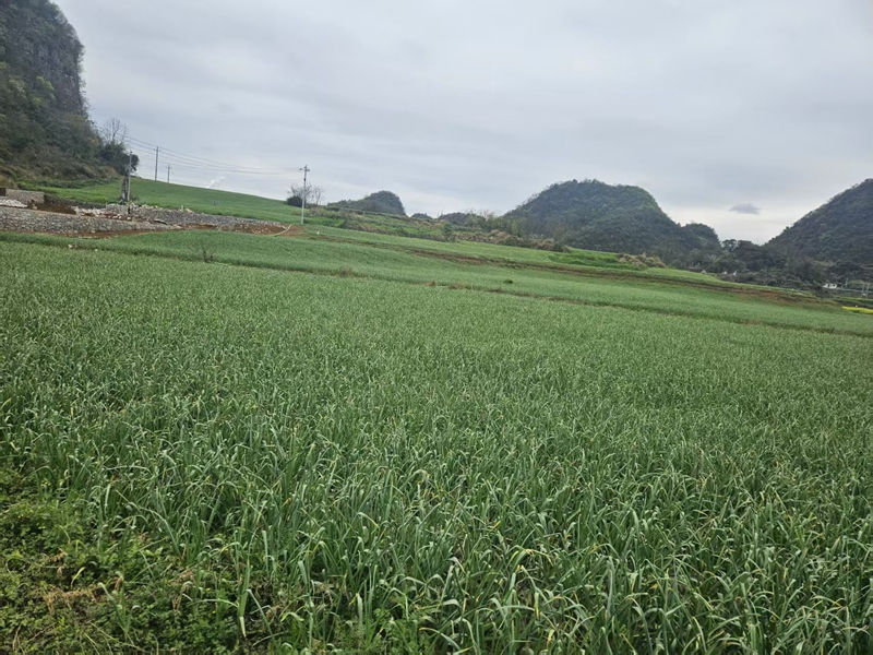 大蒜种植基地。