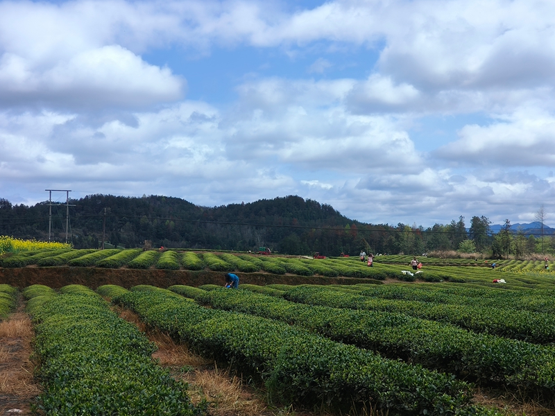 松桃苗族自治县普觉镇万亩茶园的村民正在采明前茶。