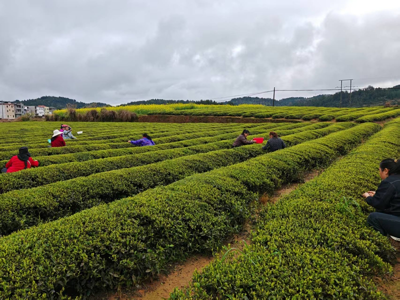 松桃苗族自治县普觉镇万亩茶园的村民正在采明前茶。