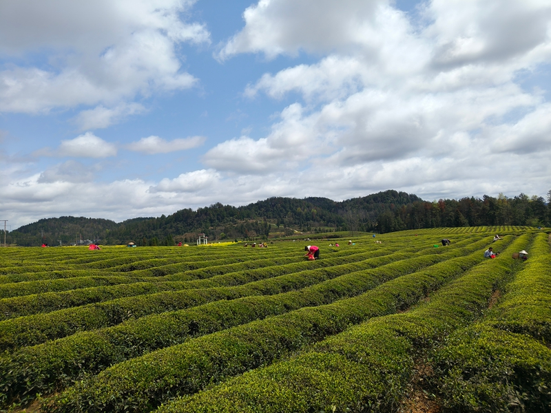 松桃苗族自治县普觉镇万亩茶园的村民正在采明前茶。