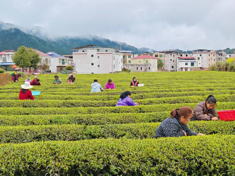 松桃苗族自治县普觉镇万亩茶园的村民正在采明前茶。