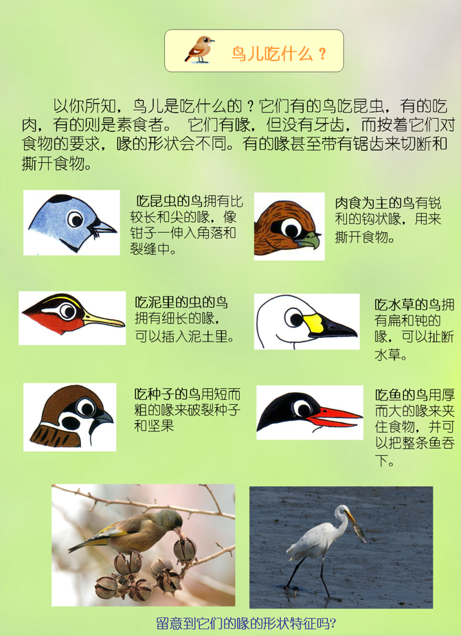 鸟儿吃什么。