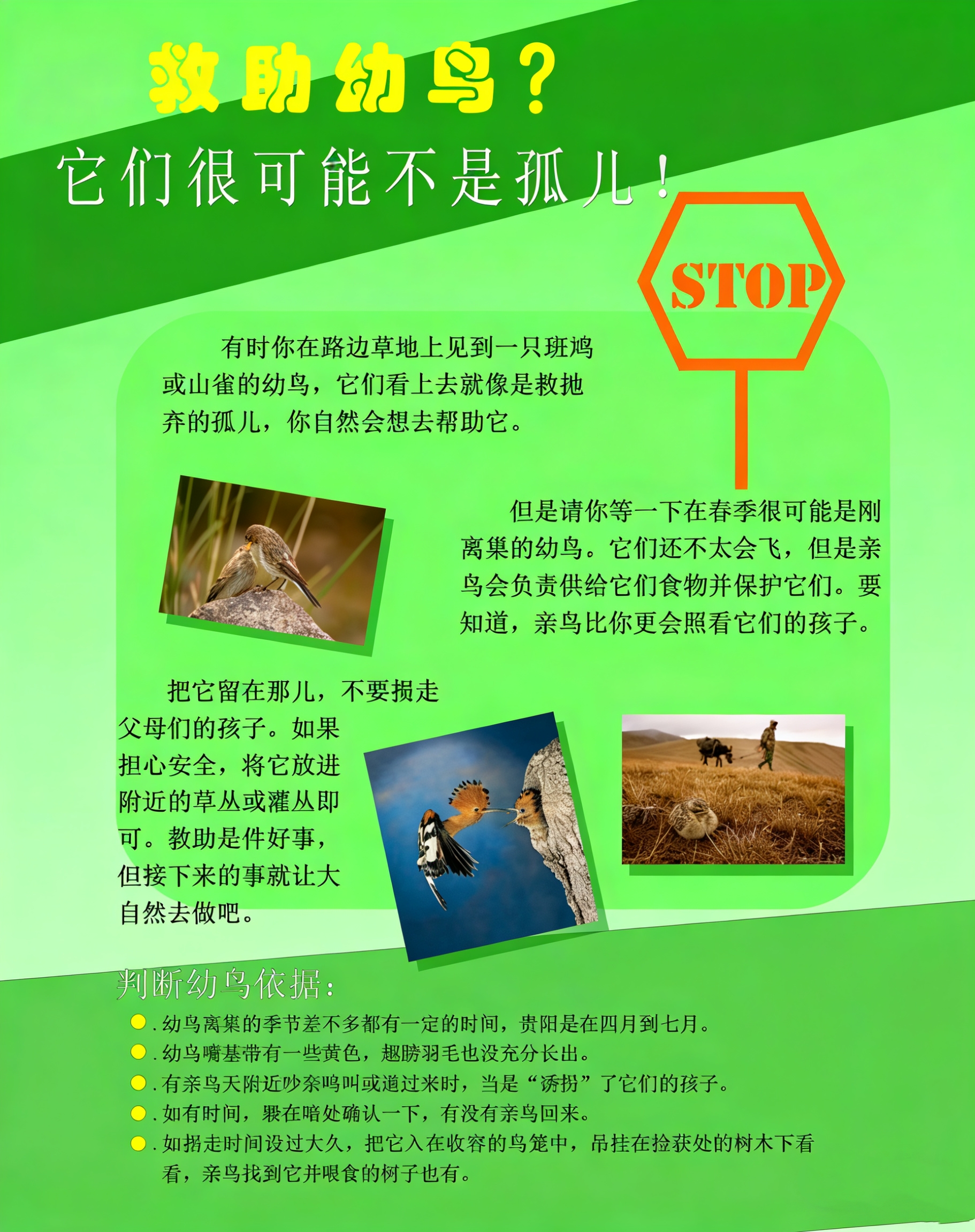 一图教您科学守护野生鸟类。