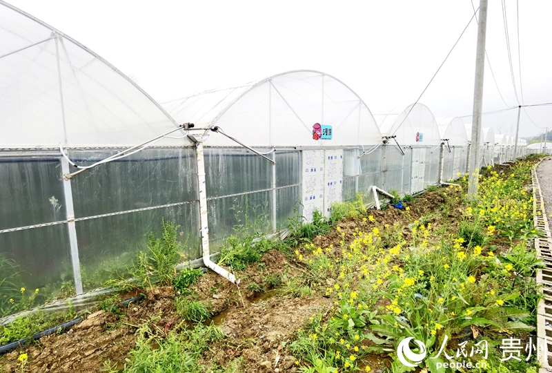 花小莓金筑农旅融合产业示范园一隅。人民网记者 王秀芳摄