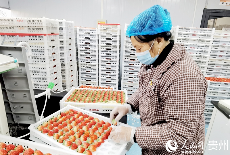 王贵秀正在分拣草莓。人民网记者 王秀芳摄