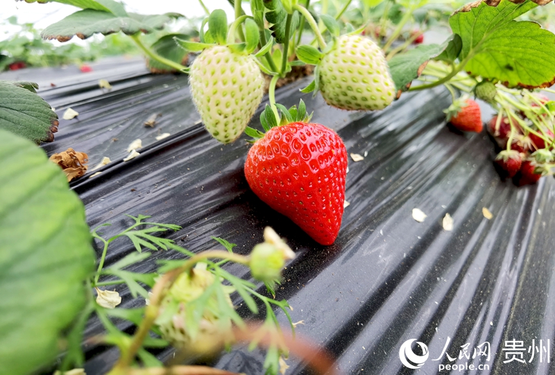 花小莓金筑农旅融合产业示范园内,成熟的草莓挂满枝头。人民网记者 王秀芳摄