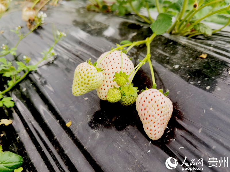 花小莓金筑农旅融合产业示范园内,白色的草莓粉嫩诱人。人民网记者 王秀芳摄