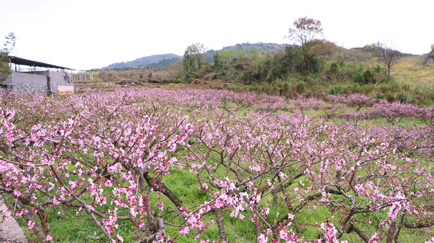 贵州独山五百亩桃花盛开 风景如画。