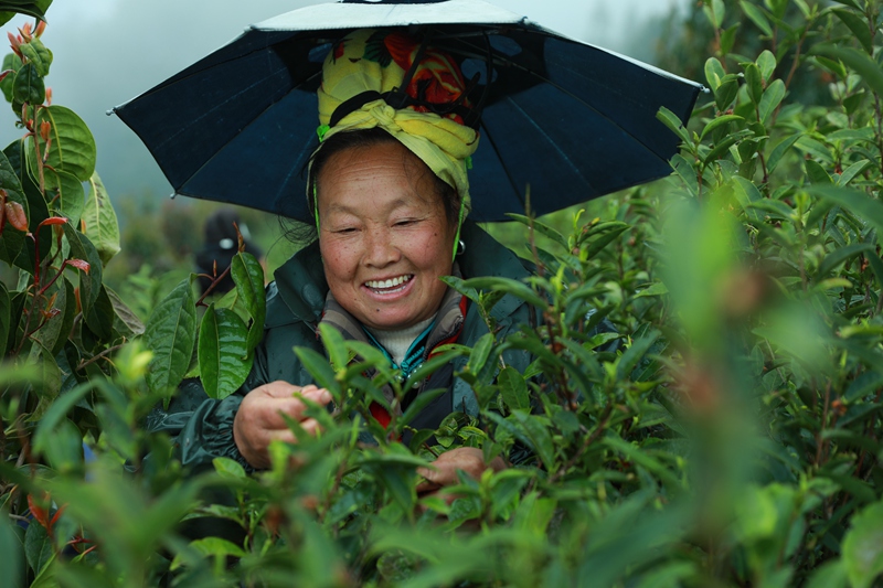 采茶工人正在采茶。聂晶梅 摄 (2)