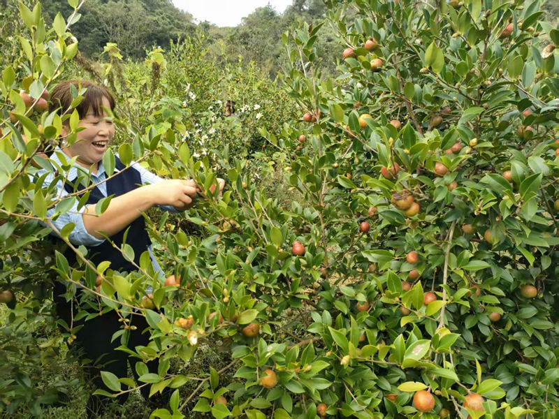 施秉县白垛乡村民在采收油果。