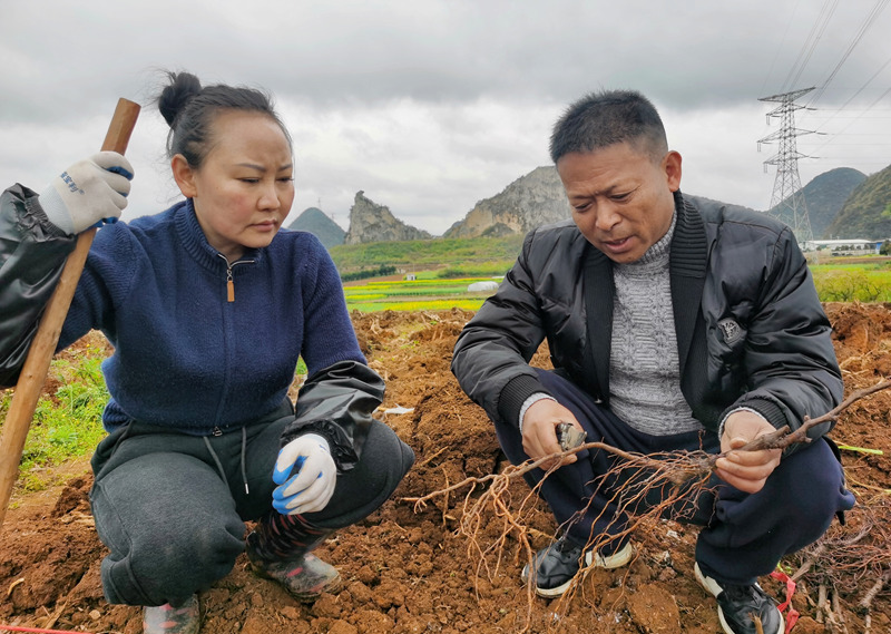 “村社共建”结硕果 葡萄产业促振兴。