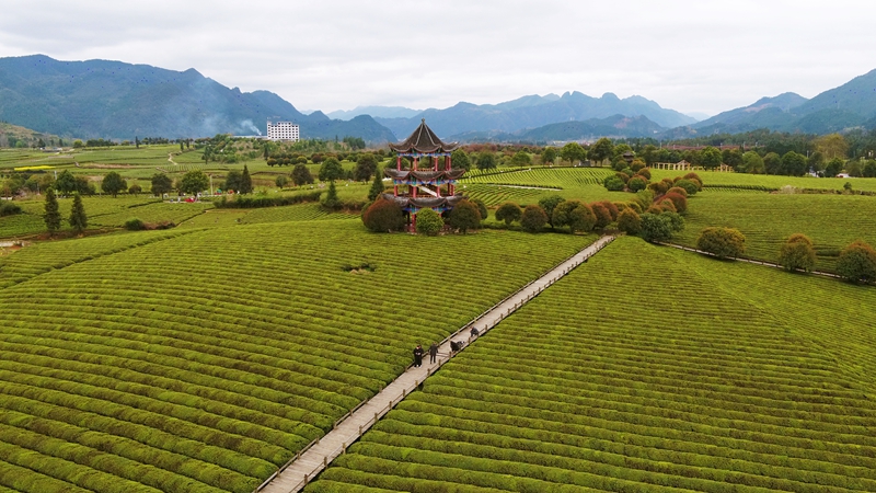 普觉镇棉花山万亩茶园.jpg