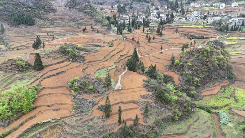 苏永文的阳荷基地.jpg