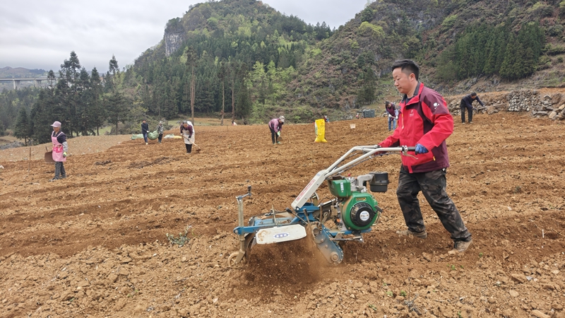 .苏永文带领村民种植阳荷.jpg