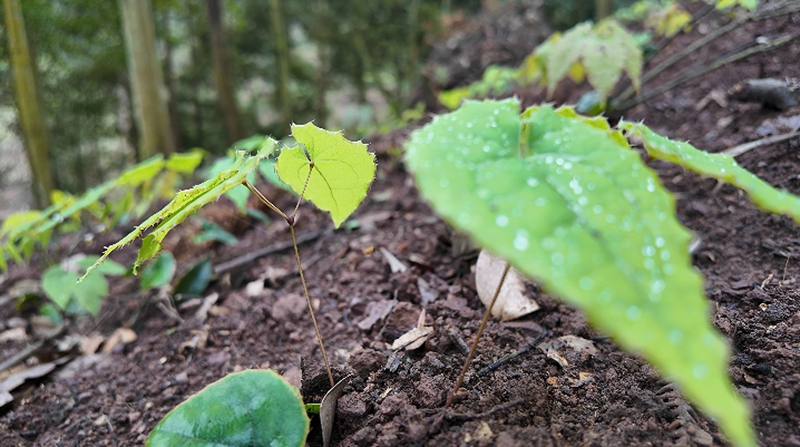 药苗布满整片山林。税会静 摄.jpg