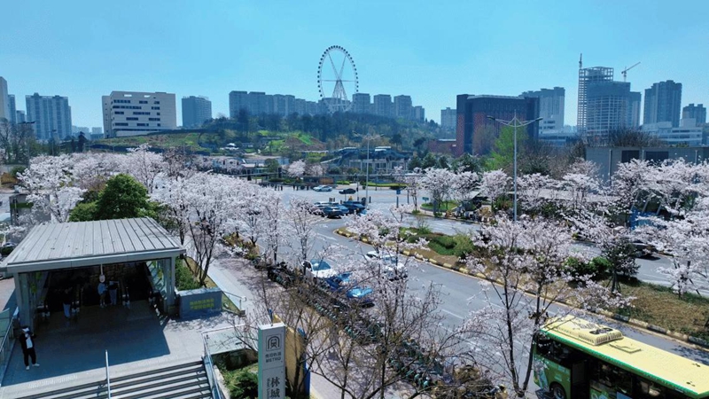 1、林城西路地铁站前盛开的樱花。.jpg