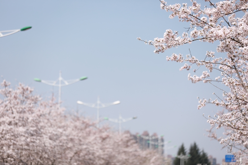 3、诚信南路道路两侧繁花似锦。.jpg