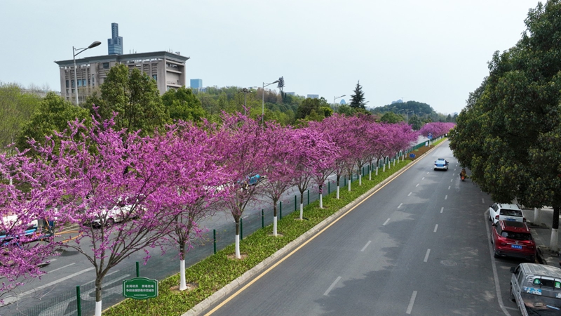 4、石标路上紫荆花盛放。.jpg