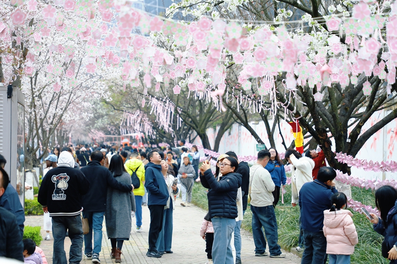 6、前来赏樱的市民游客。.jpg