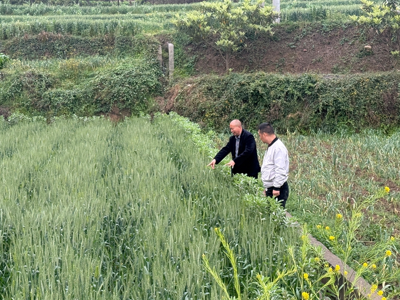 六广镇农业农村综合服务中心农技干部蔡恭民在驿泉村排查小麦病虫害情况，并指导村民科学防范.jpg