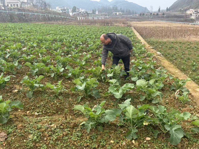 六广镇农业农村综合服务中心农技干部蔡恭民在元庆村查看油菜长势，并排查病虫害情况.jpg
