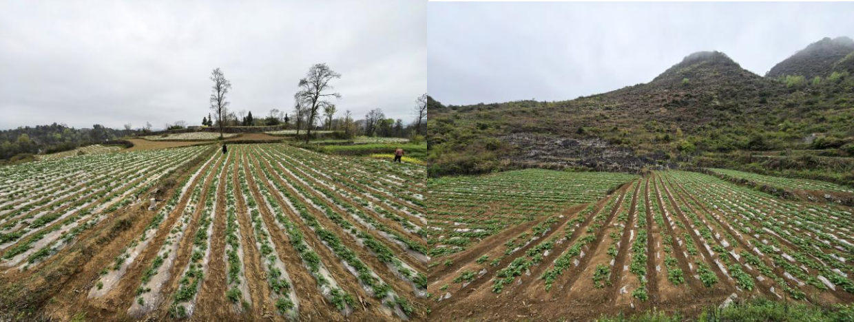 壩羊鎮平塘村（左）、貓營鎮牛場坡村（右）馬鈴薯示范基地。