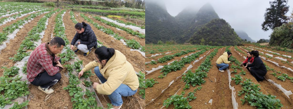 在壩羊鎮平塘村（右）、貓營鎮牛場坡村（左）馬鈴薯示范基地指導破膜放苗。