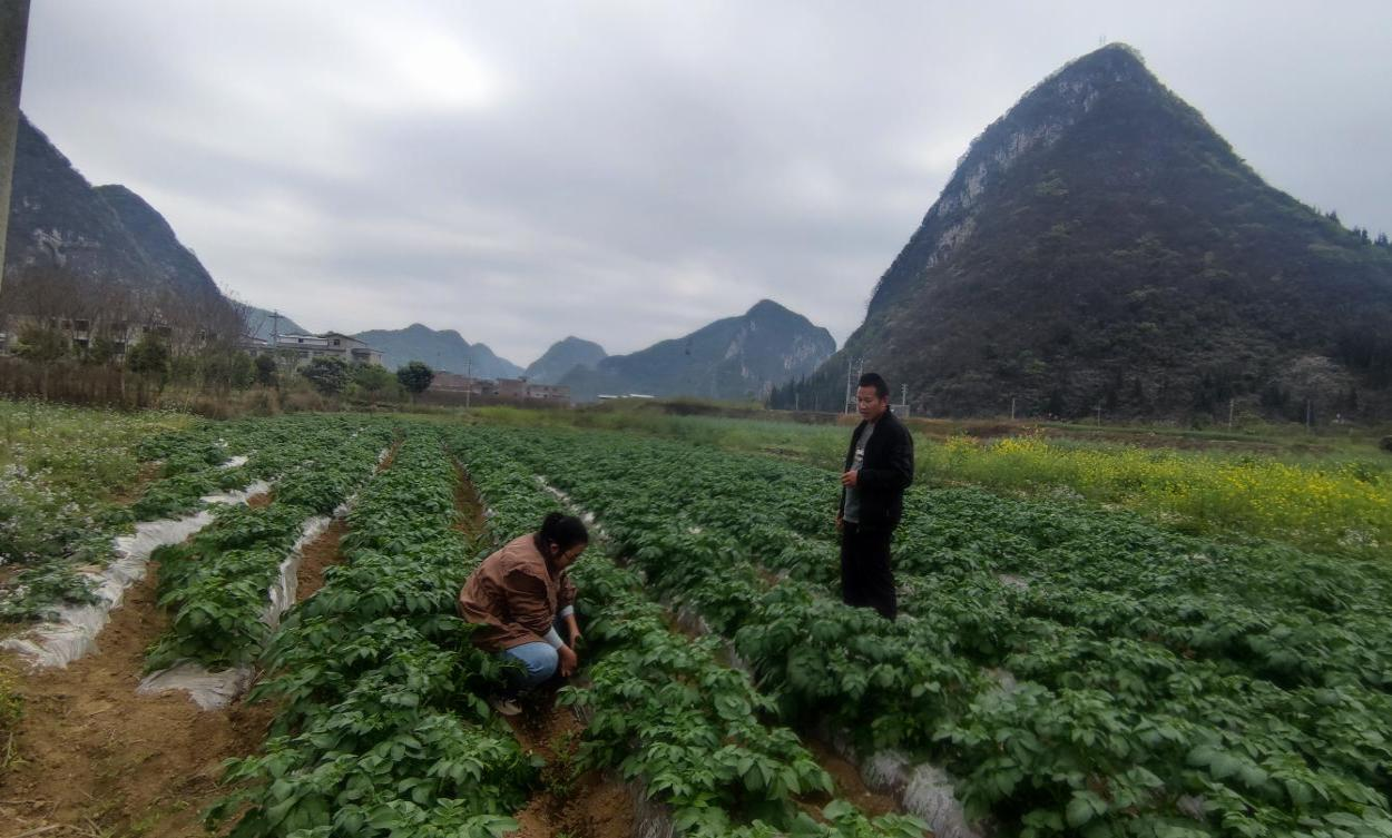 在五峰街道中心村馬鈴薯示范基地查看晚疫病發生情況。