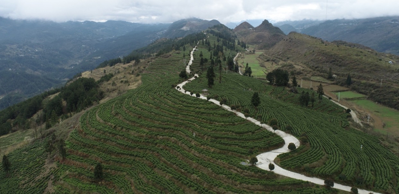 千亩茶叶基地.jpg