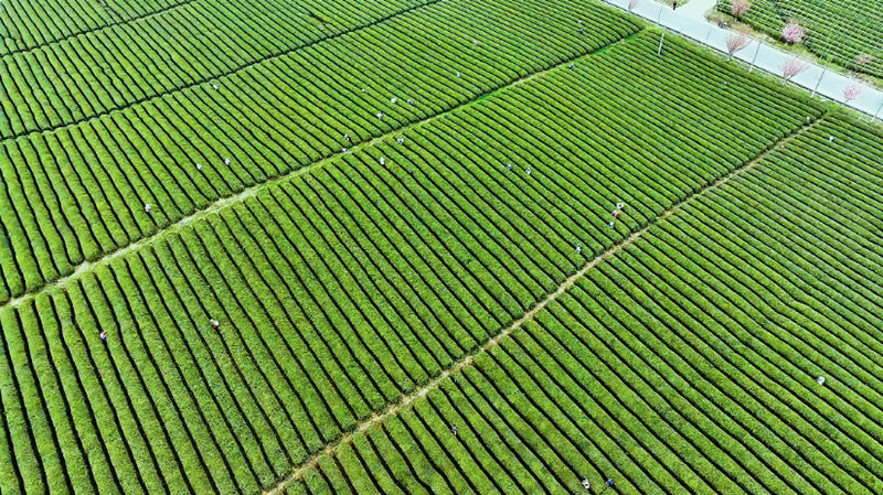 西秀区鸡场乡推动茶产业“强一接二连三”。