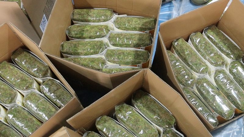 全力赶制海花草订单。