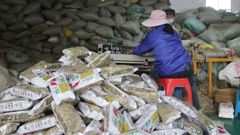 全力赶制海花草订单。