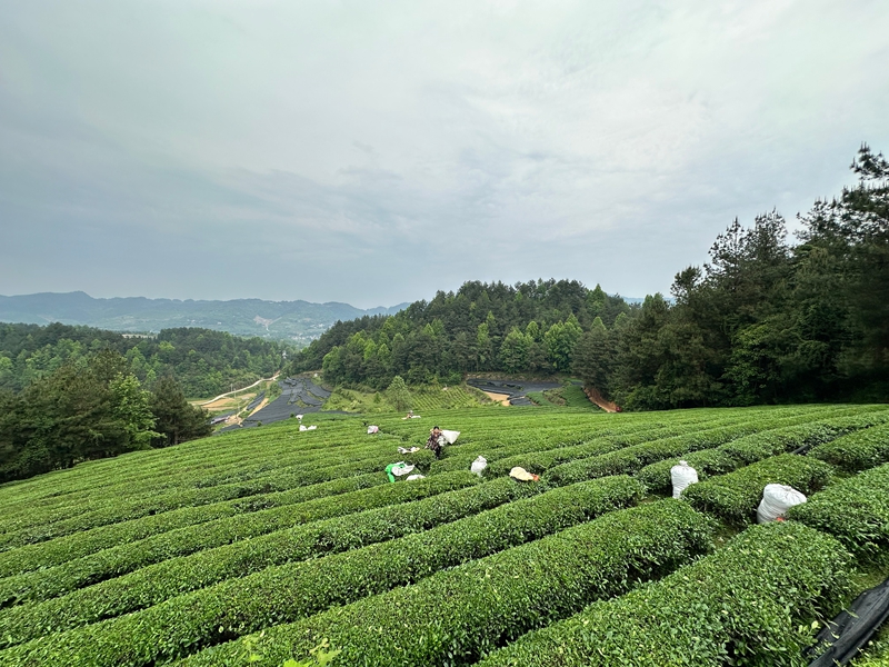 茶園.jpg