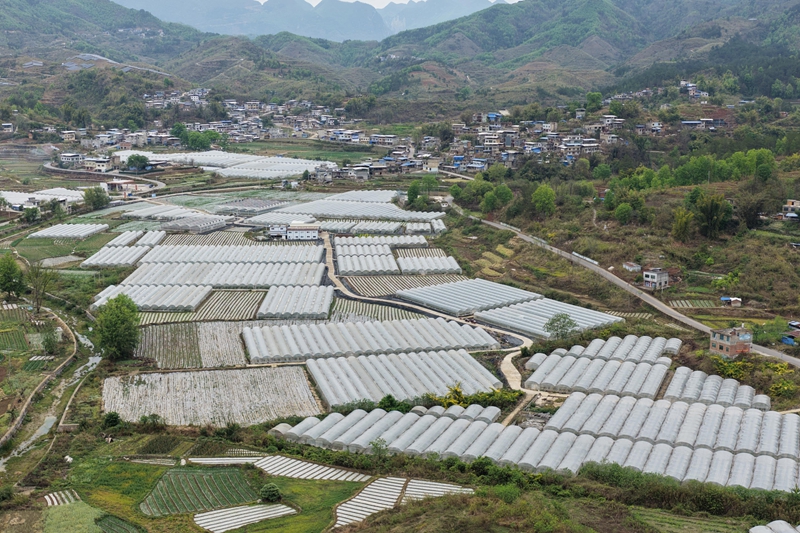 茂井镇兰西村蔬菜保供基地.JPG