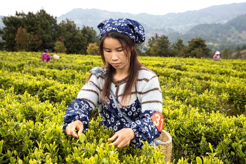 2026年3月26日，村民在貴州省黔西市中坪鎮黃泥坡社區茶園開展採茶比賽。