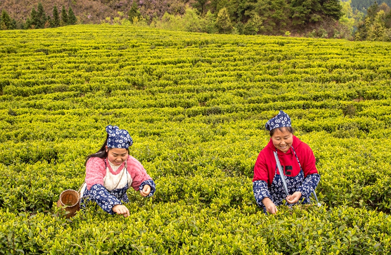 2026年3月26日，村民在貴州省黔西市中坪鎮黃泥坡社區茶園開展採茶比賽。