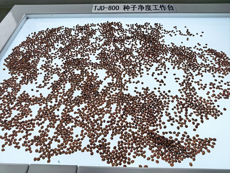 种子净度检测。