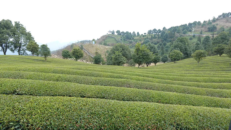 思南鹦鹉溪镇茶园。