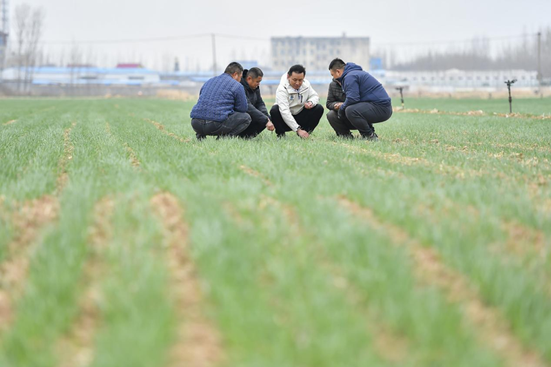 农化专家滕先华在田间地头指导种植户科学用肥。