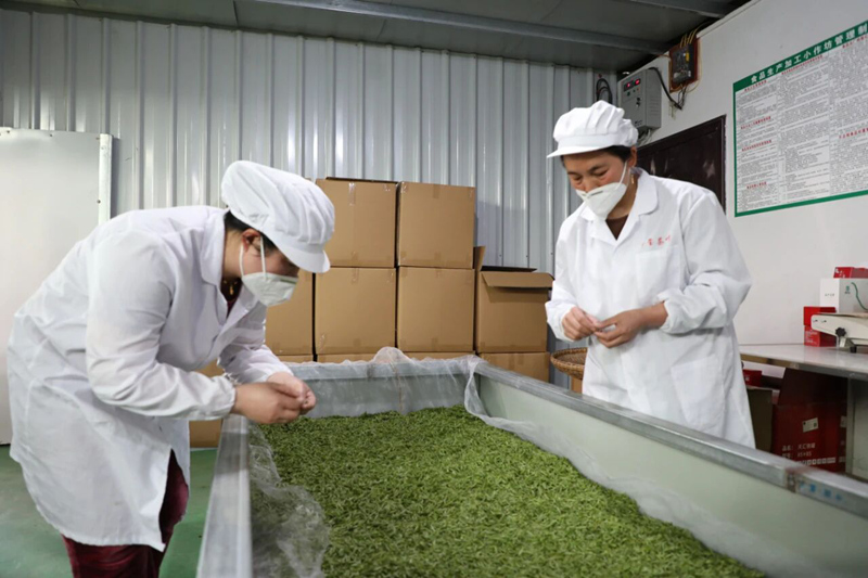 阡玺茶叶工厂。
