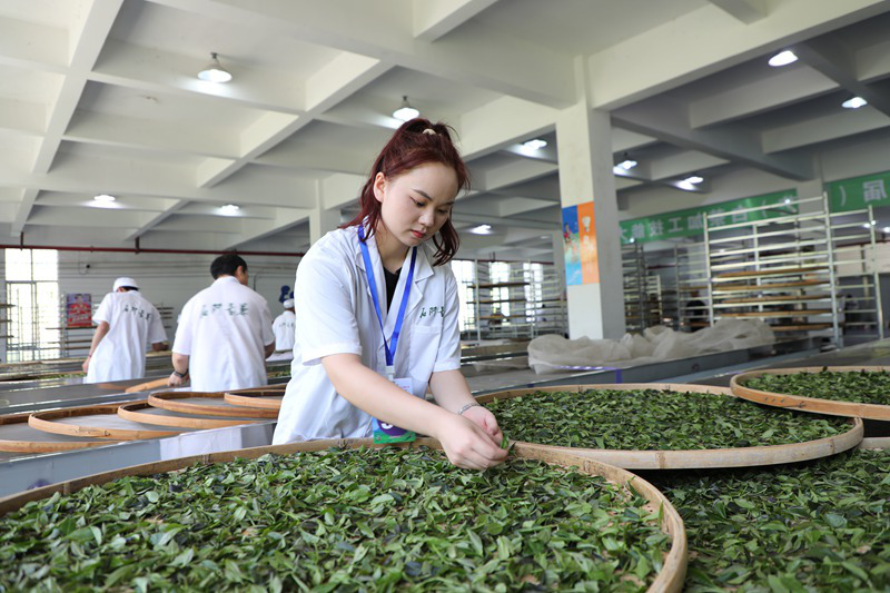 石阡苔茶杯”第二届(工艺)白茶加工技能大赛比赛现场。