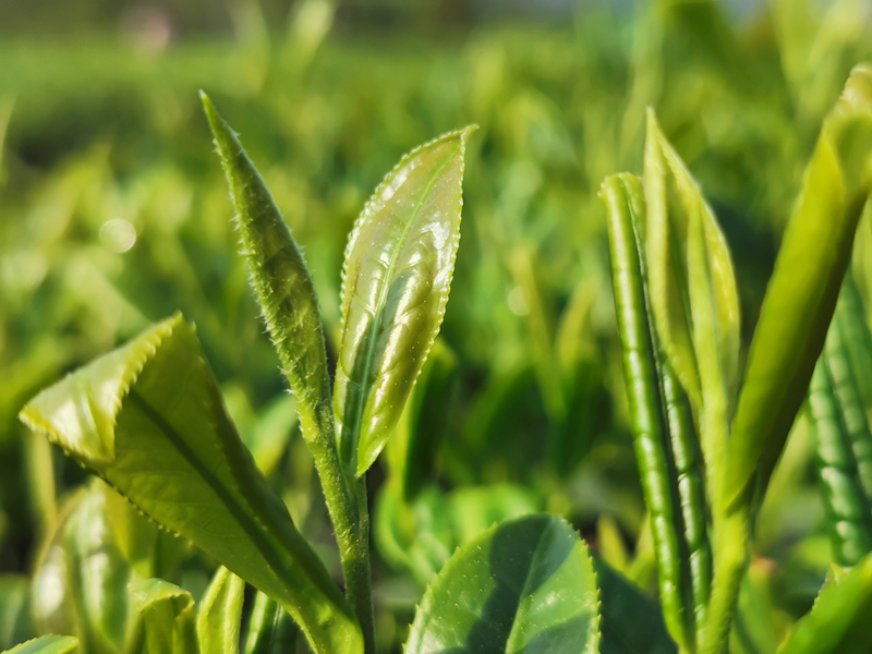 石阡苔茶茶叶。